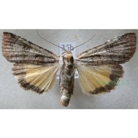 Epilecta linogrisea (Denis & Schiffermüller, 1775) Czech35h